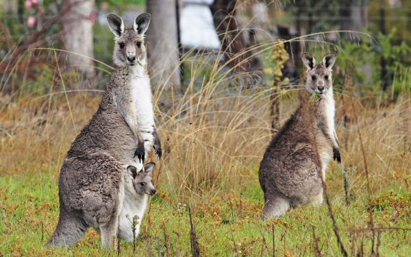 Кенгуру на поляне