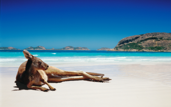 Кенгуру на пляже