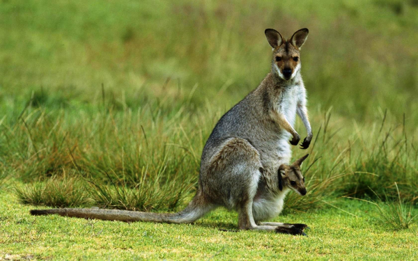 Кенгуру с детенышем