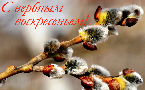 С вербным воскресеньем!
