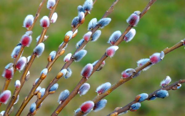 Вербное воскресенье 21апреля 2019