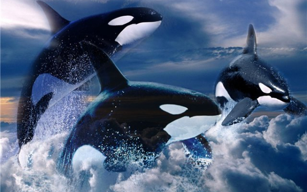 Три касатки