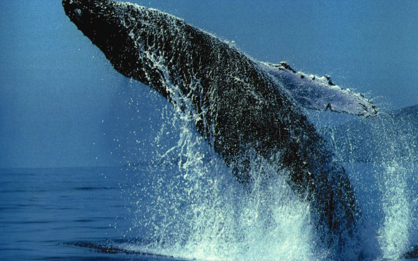Горбатый кит