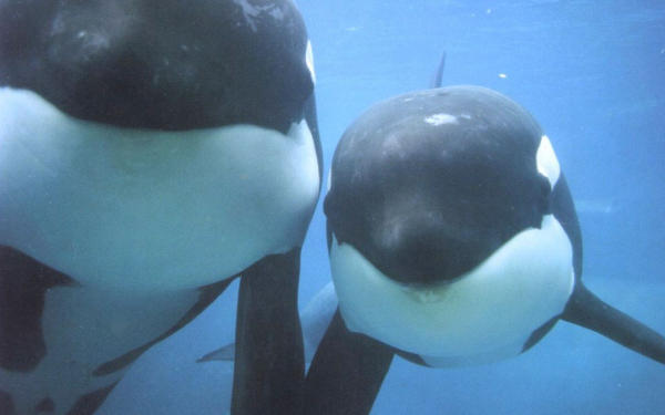 Киты касатки