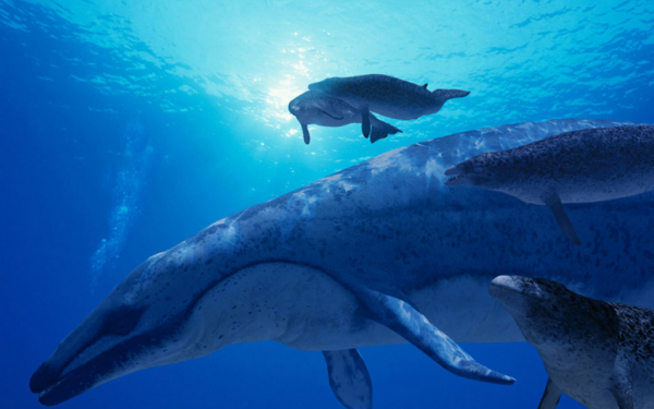 Кит и китята