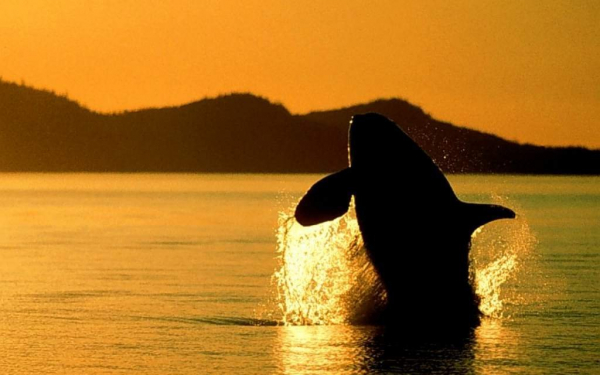 Кит на закате