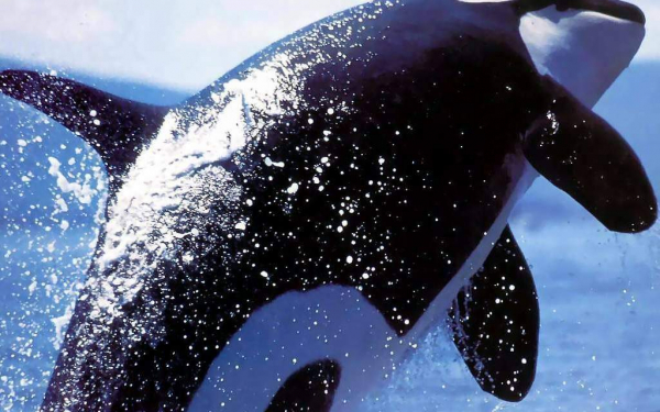 Касатка прыгает
