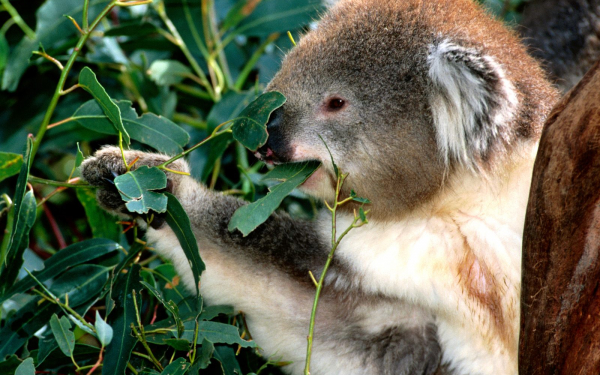 Коала  питается
