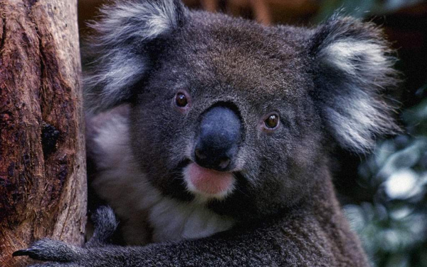 Медведь  коала