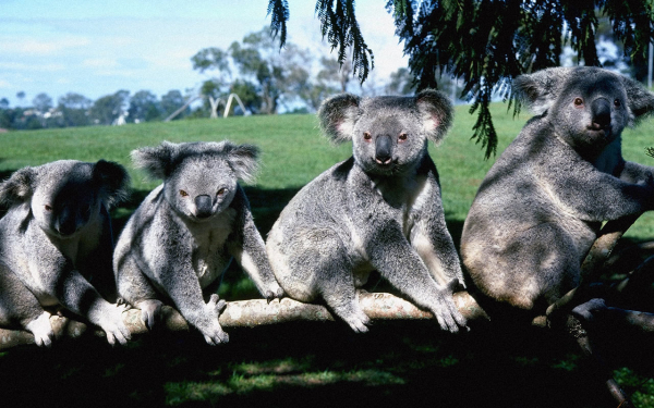 Коалы  мишки