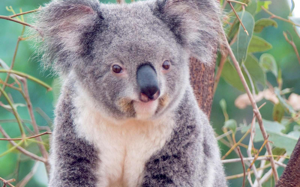 Коала  на  дереве