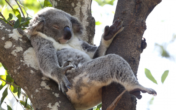 Спящий коала