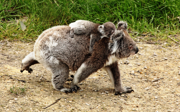 Коала с детенышем