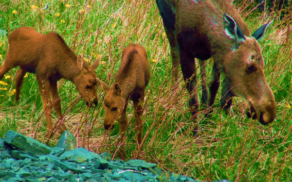 Лосиха с лосятами