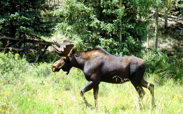 Лось на опушке леса