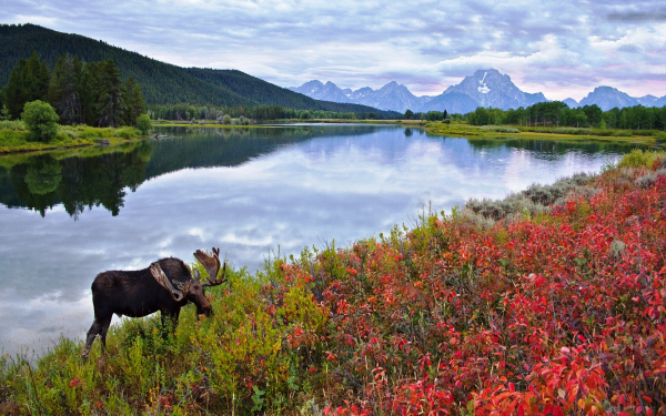 Лось на берегу реки