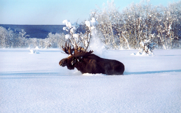 Лось на зимней тропе