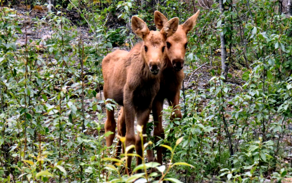 Лосята на опушке леса