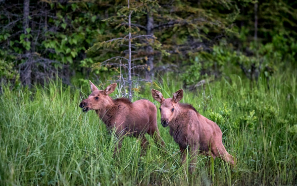 Два лосенка на лесной поляне