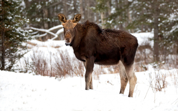 Лосиха в зимнем лесу