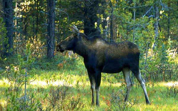 Лосиха на лесной поляне