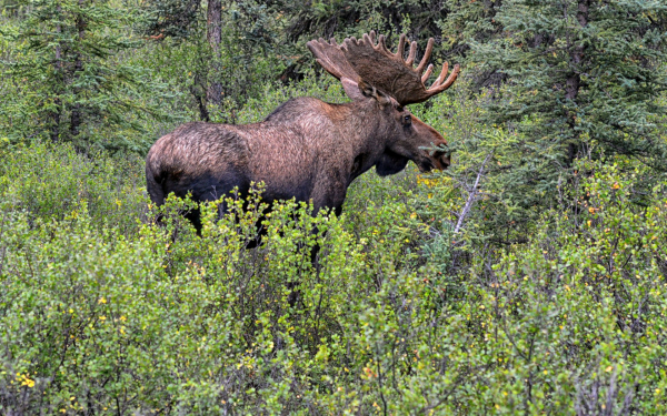 Лось в хвойном лесу