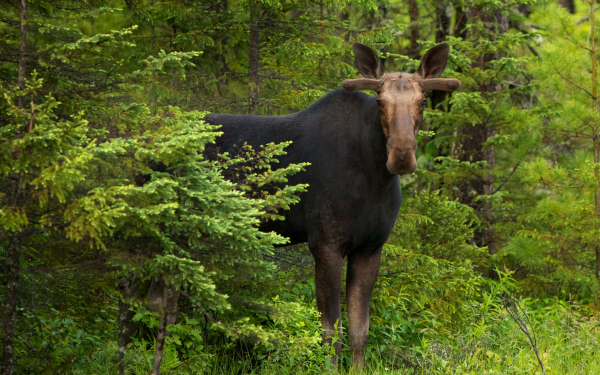 Лось выходит на поляну