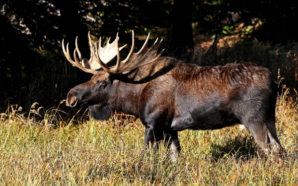 Лось на лесной поляне
