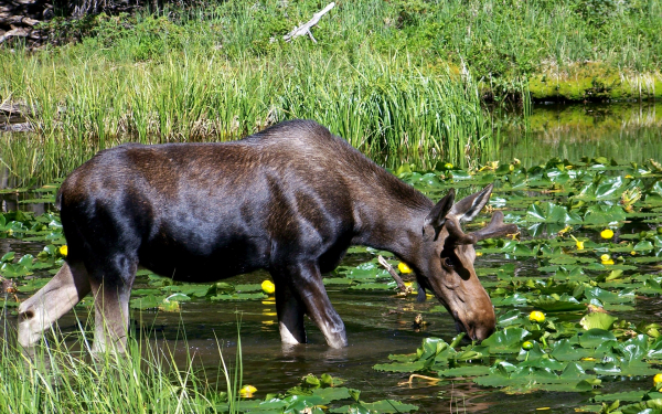 Лось на старице