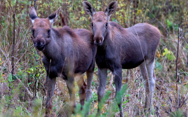 Два лосенка