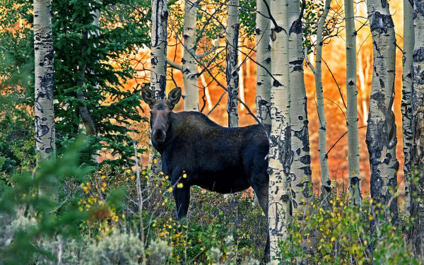 Лосиха в лесу