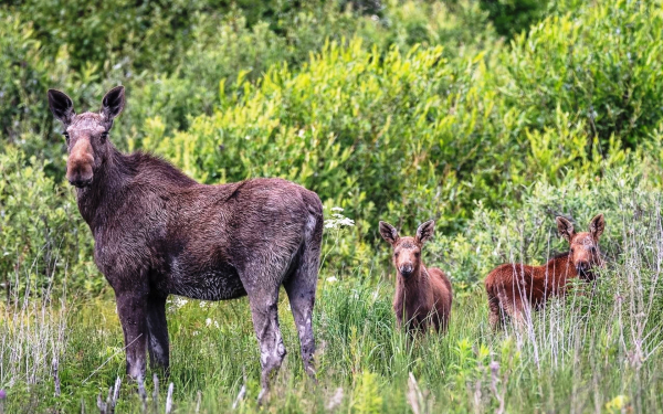 Лосиха и два лосенка на опушке леса