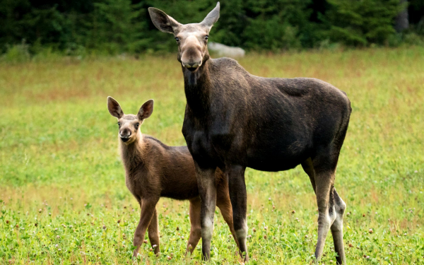 Лосиха и лосенок на поляне