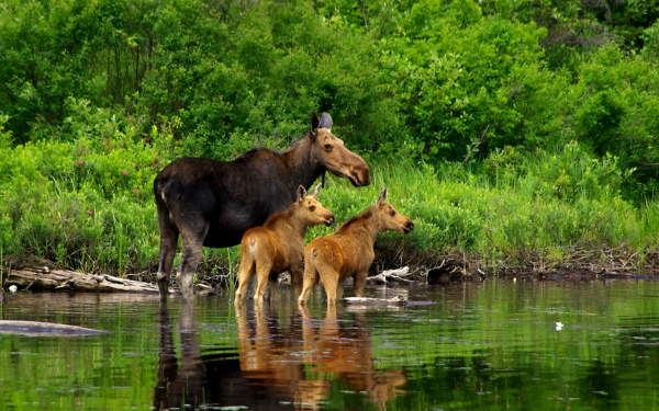 Лосиха и лосята на реке