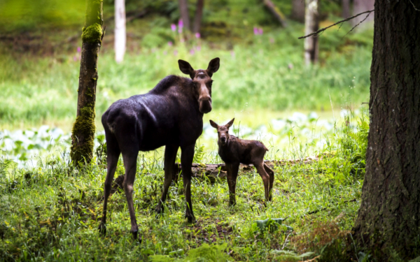 Лосиха с лосенком на лесной поляне