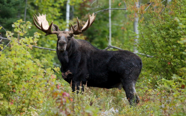 Лось в летнем лесу