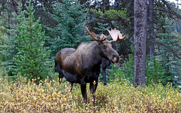 Лось в тайге