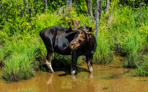 Лось на болоте