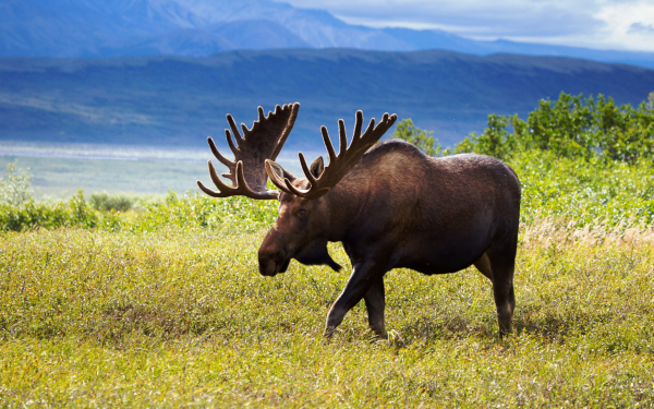 Лось с ветвистыми рогами