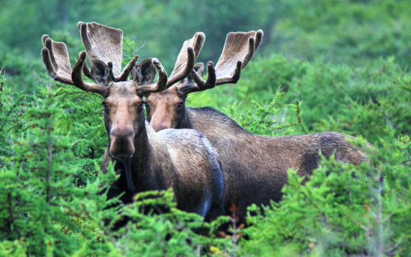 Лоси в ельнике