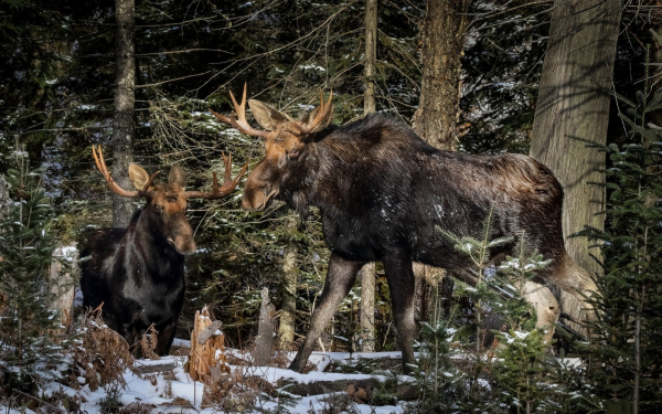 Лоси в тайге