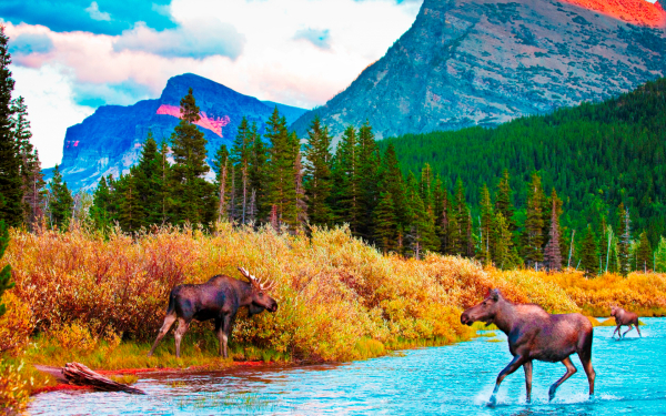 Лоси на реке