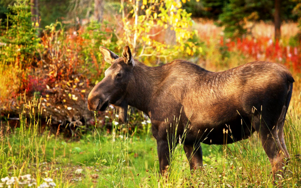 Лосиха в осеннем лесу