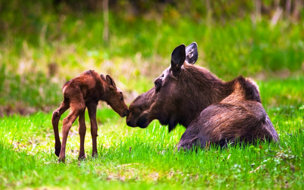 Лосиха с лосенком на поляне
