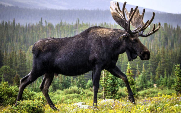 Лось в тайге