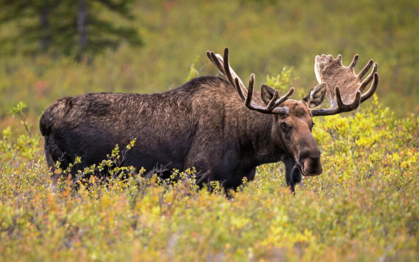 Лось в траве