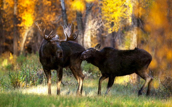 Лось и лосиха на лесной поляне