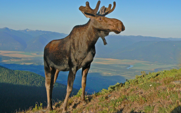 Лось на горе