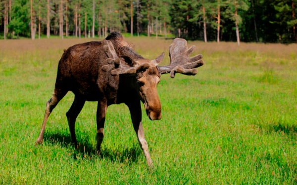 Лось на зеленой поляне