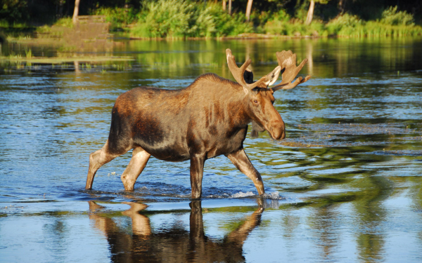 Лось на реке